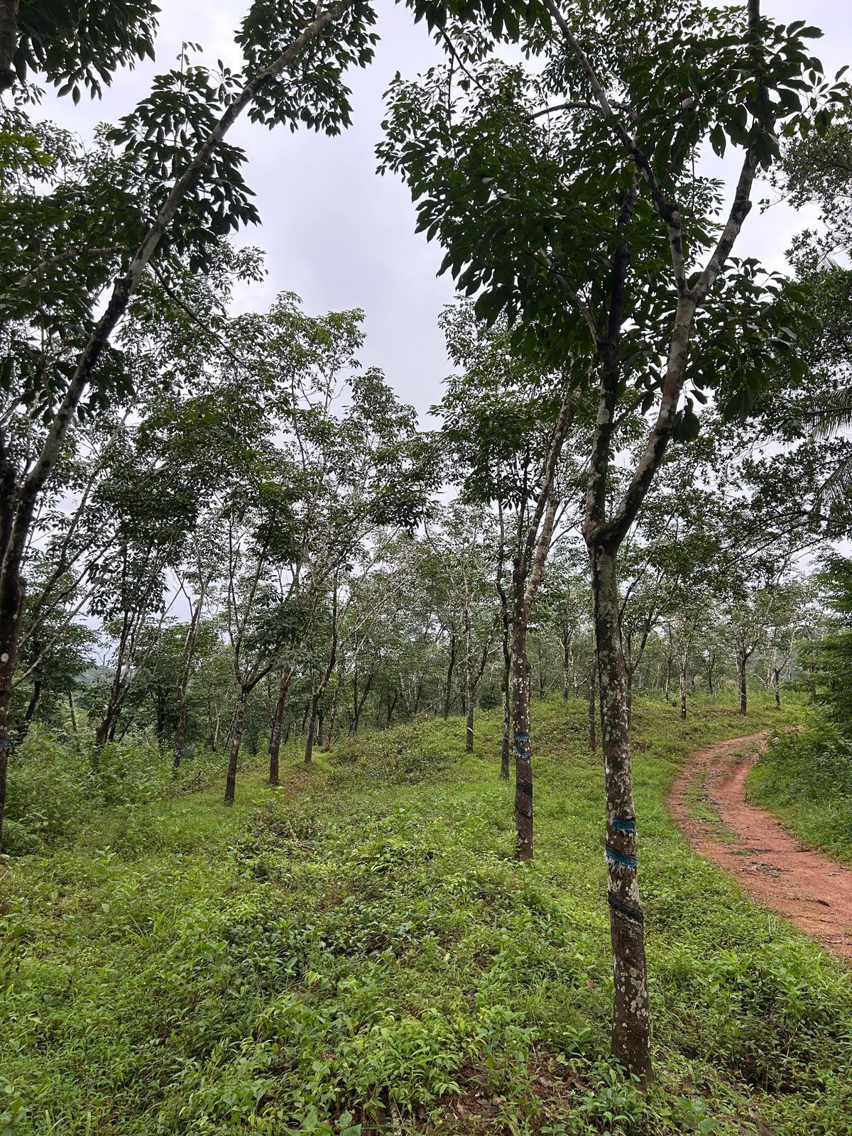 4 Acre Rubber & Coconut Plantation Land for Sale – Near Kukke Subramanya Temple